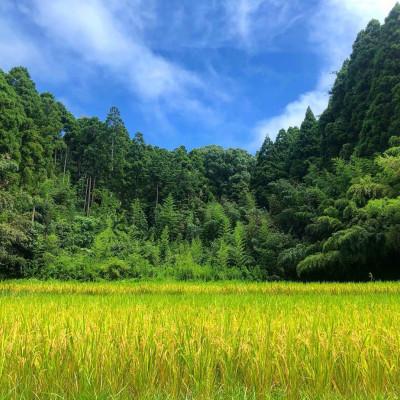 ふるさと納税 大網白里市 新米【令和7年産】2年連続特A評価!　千葉県産コシヒカリ5kg無洗米(5kg×1袋) |  | 02