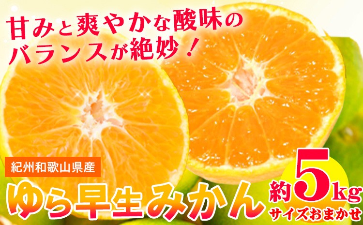 
                  【極早生みかんの逸品】紀州和歌山県産ゆら早生みかん 約5kg 日高町厳選館 《10月中旬-11月中旬頃出荷》 和歌山県 日高町 みかん 柑橘 早生 st-p
                