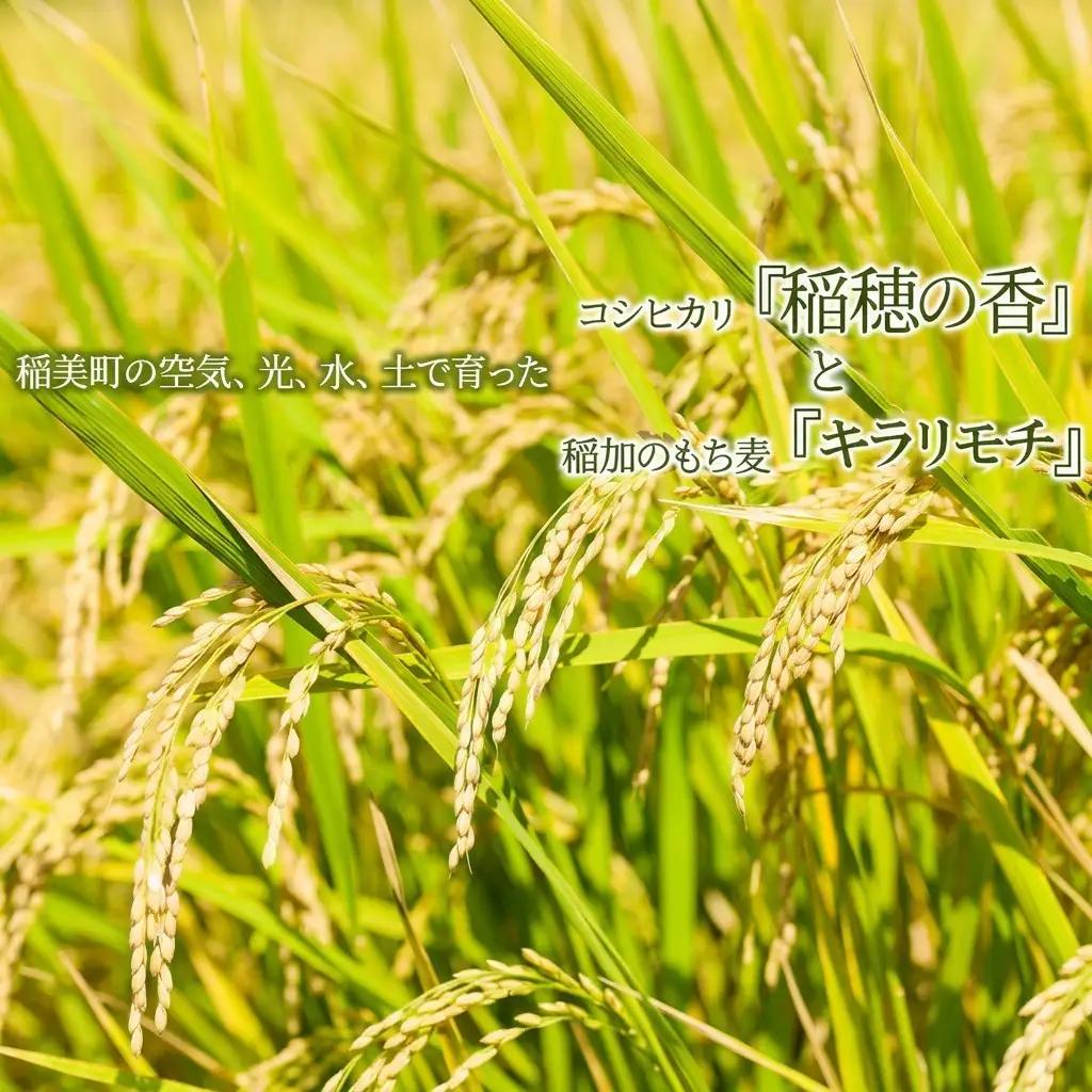 米・もち麦セット コシヒカリ稲穂の香 キラリモチ 兵庫県産 米・もち麦セット【米5kg もち麦2kg】