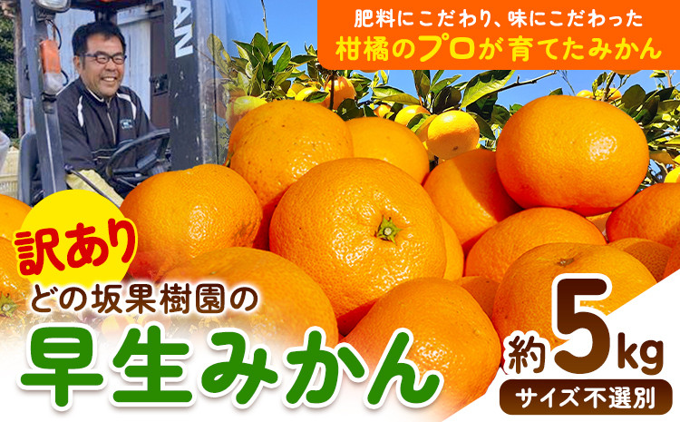 
            ＜先行予約＞訳あり 早生 みかん 5kg ( サイズおまかせ ) どの坂果樹園《12月上旬-1月末頃出荷》 和歌山県 日高川町 みかん ご家庭用 期間限定 フルーツ 旬 柑橘 サイズ 不選別 ミカン ５キロ 訳ありみかん わけありみかん 早生みかん st-p
          
