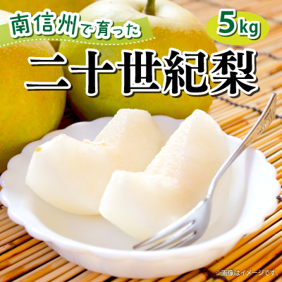9月中旬より順次発送予定！【長野県高森町】青梨の銘品!! 二十世紀梨 5kg 州 南信州 産地直送 果物 くだもの なし ナシ 和梨 旬 旬の果物 旬の梨 株式会社マツザワ