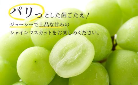 【特選房】シャインマスカット 約 1.5kg 2～3房 長野 特選 大粒 ぶどう 種なし 皮ごと 産地直送 フルーツ 果物 デザート おやつ マスカット 葡萄 秋 旬 旬の果物 旬のフルーツ 信州 信
