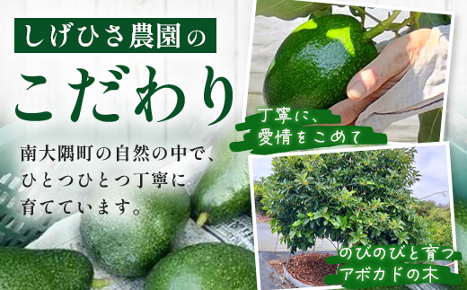 【期間限定・数量限定】南大隅町産 国産生アボカド 約1kg ～旬の品種を厳選してお届け～ SG-3｜ 産地直送 国産 アボカド 新鮮 森のバター 希少 鹿児島県産 本土最南端 ピンカートン モンロー 
