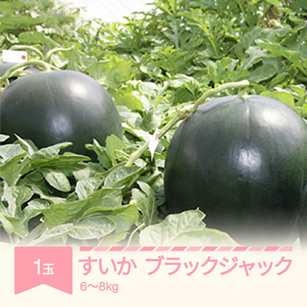 【ふるさと納税】先行予約 すいか ブラックジャック 1玉入り 6~8kg 2025年産 令和七年産 山形県産 送料無料 ※沖縄・離島への配送不可