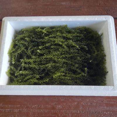 ふるさと納税 本部町 本部町の海ぶどう直売所直送!ビールや泡盛のお供にピッタリな海ぶどう500g |  | 03