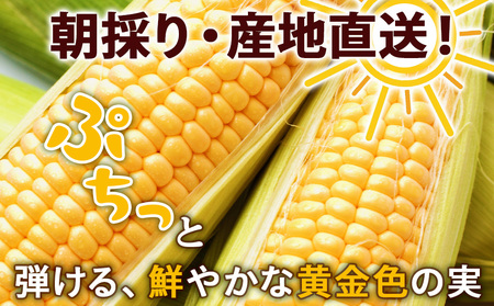 2024年夏発送 とうもろこし ゴールドラッシュ L～2L 20本