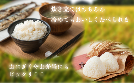 無洗米 千葉県産 コシヒカリ 2kg 米 根本商店