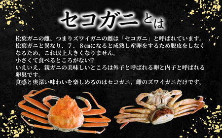 【先行予約】【柴山産 活セコガニ 6匹 1匹約120g】11月中旬以降配送予定 濃厚なかにミソとやみつきになる内子、外子が絶品です 数量限定 産地直送 鮮度抜群 絶妙の塩加減での茹で上げ 大人気 ふる