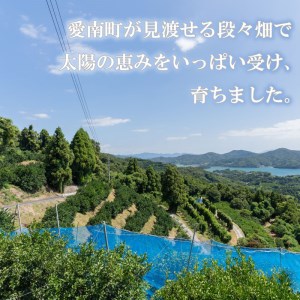 レモン 約 3kg 24個  愛媛県 愛南町 フルーツアイランド マルエム直販 【レモン】 