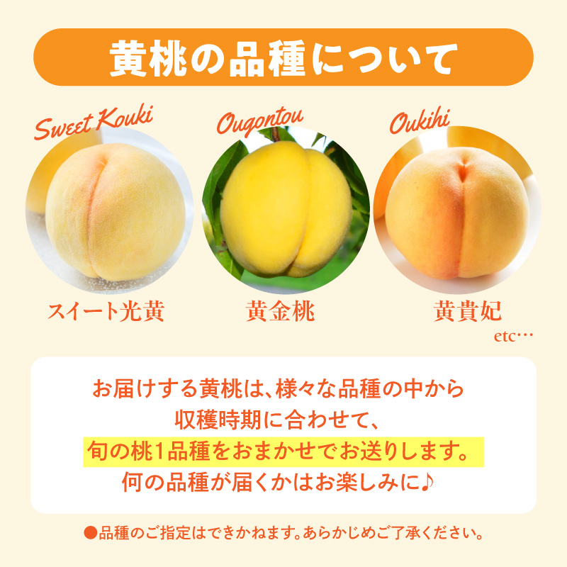 【2026年産先行予約】採れたて黄桃(品種お任せ) 約5kg (12～18玉)晴天畑提供 山形県 東根市 hi026-058