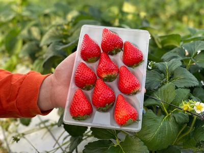 先行予約 化粧箱入り 宇城市産 あまおとめ 約600g（約300g×2パック）【NAGATA FARM】【2025年1月上旬～3月下旬発送予定】合計600g 果物 くだもの フルーツ 果実 苺 いちご