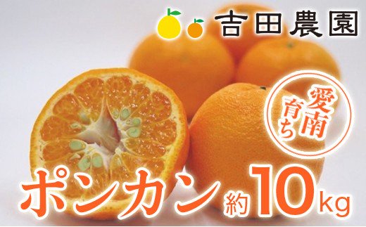 数量限定 先行予約 ポンカン 10kg 24000円 ぽんかん 国産 みかん mikan 蜜柑 ミカン 産地直送 農家直送 期間限定 特産品 ギフト プレゼント ゼリー ジュース アイス 冷凍 みかん 等に 人気 限定 甘い フルーツ 果物 柑橘 美味しい おいしい 小玉 含む ジューシー サイズ ミックス 吉田農園 愛南町 愛媛県