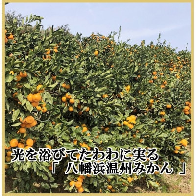 極撰柑橘【雅】光センサー合格品　甘さ際立つ「小玉温州みかん」約4.5キロ【C39−64】【配送不可地域：離島】【1616826】