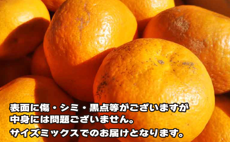 訳あり 南柑20号 6kg ふるくとファーム 先行予約 かなこちゃんち 温州みかん 果物 くだもの フルーツ 柑橘 みかん 蜜柑 mikan ビタミンC たっぷり 愛媛ミカン 愛媛蜜柑 愛媛みかん 農