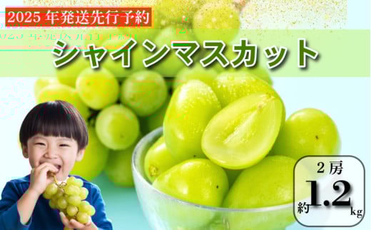 【2025年9月順次発送】 シャインマスカット 約1.2kg 2房 大粒 産地直送 贈答用 ご家庭用 季節限定 ぶどう ブドウ 葡萄 フルーツ 果物 くだもの 四国 徳島 小松島 しゃいんますかっと マスカット 高級 2房 化粧箱入り  9月 10月 11月 発送 フルーツ 季節のフルーツ 贈り物 贈答用 贈り物 人気 高級 ギフト 新鮮 おすすめ 甘い 送料無料 ふるさと