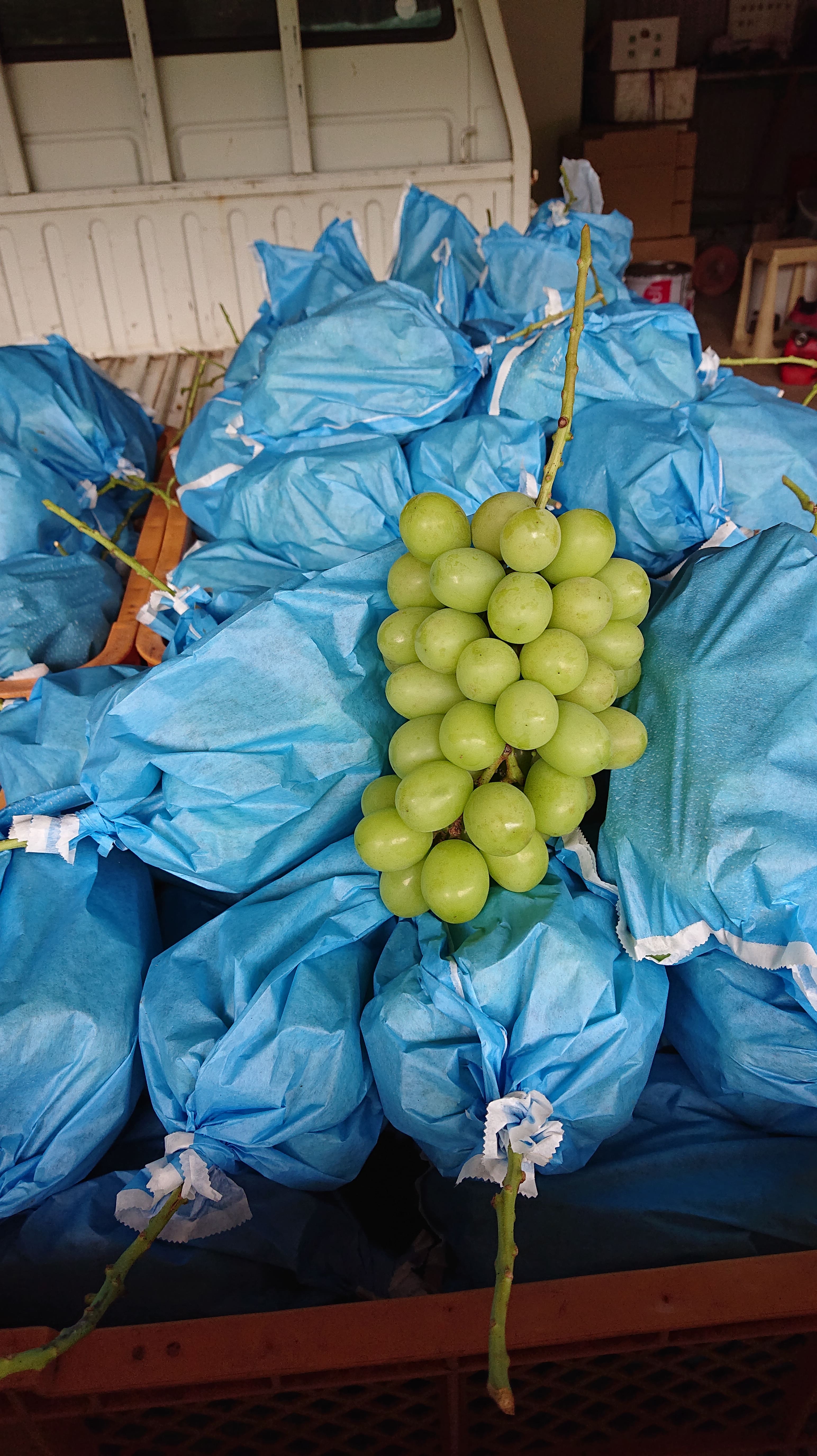 【先行予約】 宇城市産 シャインマスカット 約1.8kg フレッシュダイレクト【2026年7月下旬〜8月下旬頃順次発送予定】