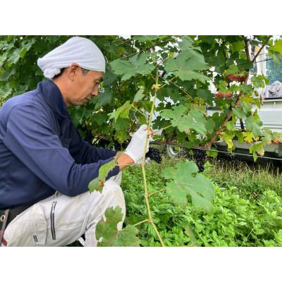 ふるさと納税 花巻市 「早池峰の恵み」モリタワイン ツヴァイゲルト・レーベ 2016 ダム貯蔵・熟成ワイン |  | 03