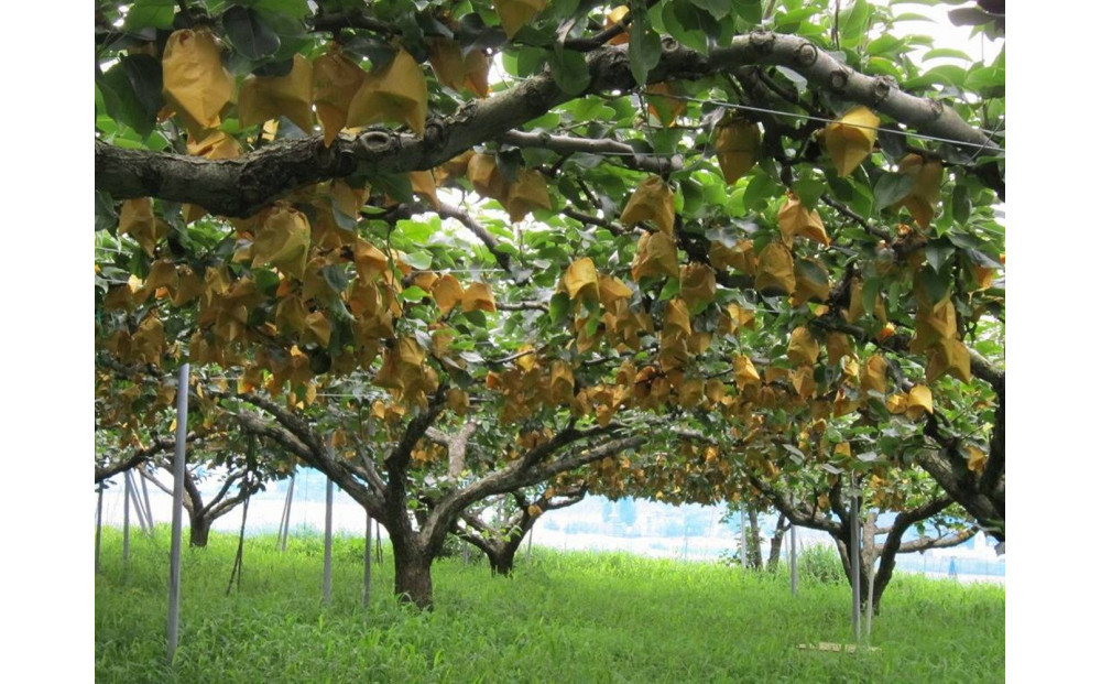 山根農園 二十世紀梨 ギフト3kg