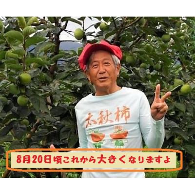 ふるさと納税 南砺市 甘柿『太秋柿』　5L　7個　大化粧箱入り |  | 02