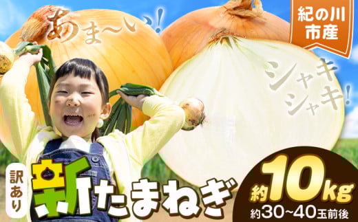 シャリっと旬の味 訳ありたまねぎ 新玉ねぎ 紀の川市産 約10kg(約30-40玉前後) 不選別《5月下旬-7月中旬頃出荷》和歌山県 紀の川市 送料無料 野菜 玉葱 新玉ねぎ 新たま 旬 お取り寄せ 訳あり野菜 訳あり玉ねぎ 訳あり 玉ねぎ