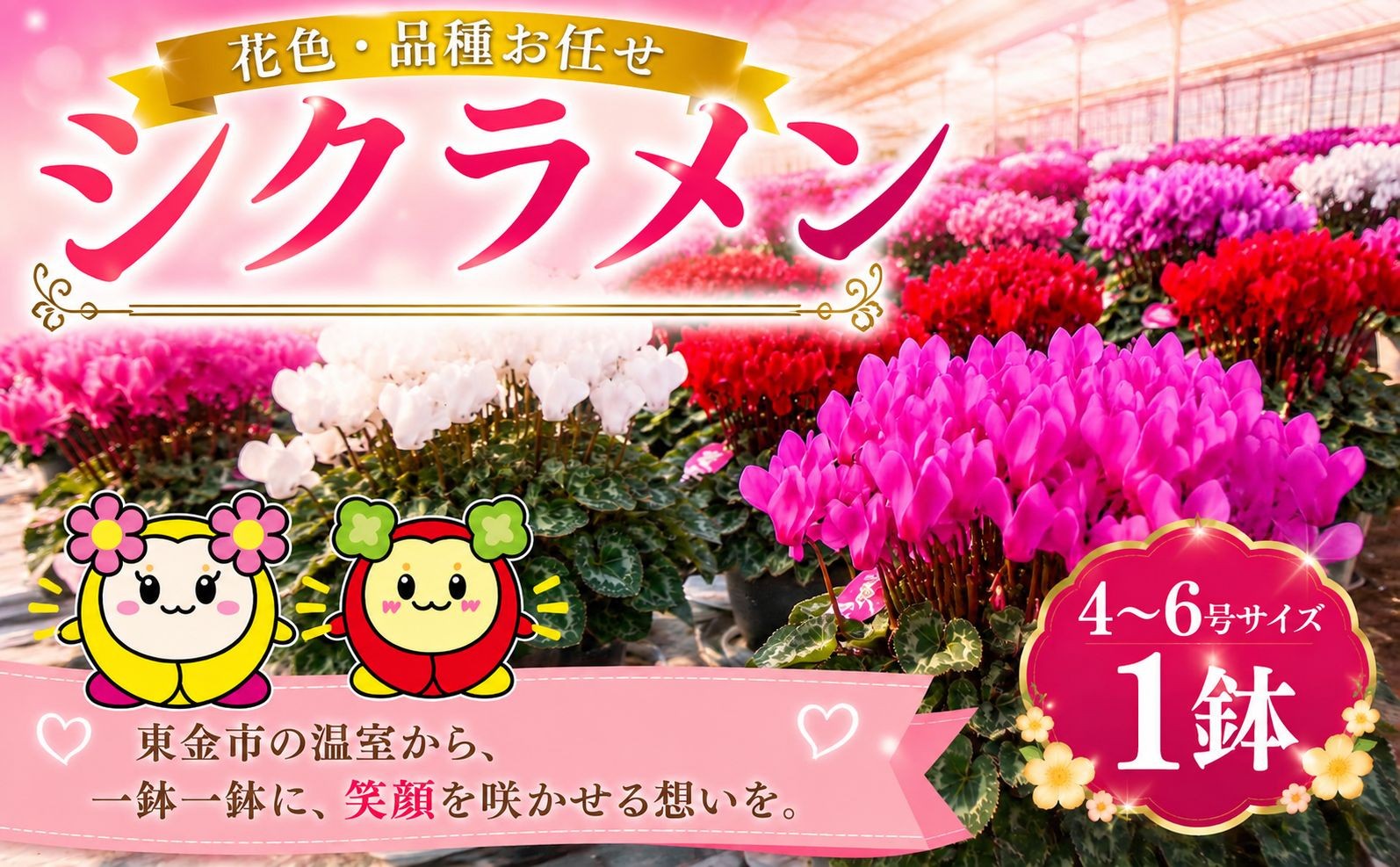 
                  シクラメン 花色 品種 お任せ 4～6号 1～2鉢 鉢植え 室内 玄関 花苗 お花 温室 鉢 ガーデニング 園芸 家庭園芸 花育て ベランダ 庭 花壇 寄植え プランター栽培 ピンク 赤 むらさき 白 カラー おしゃれ きれい キレイ ギフト 贈答 プレゼント シーズン 四季 季節 冬 種類 フラワー 山岸 千葉 東金
                