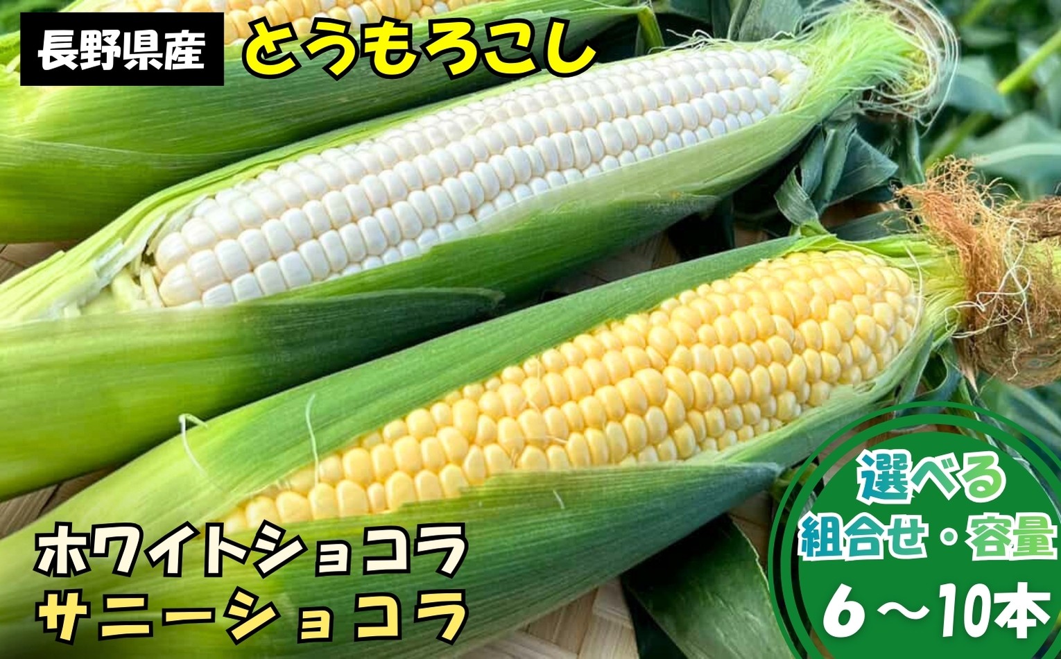 
                  とうもろこし ホワイトショコラ サニーショコラ 【選べる容量】| 農家直送 トウモロコシ 甘い 野菜 ジューシー みずみずしい 生食 茹で 焼き 栄養 おやつ 長野県 南信州 飯田市
                