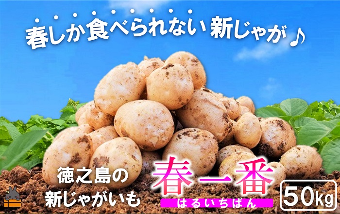 《今が旬！》～春しか食べられない 新じゃが～徳之島プレミアムブランド”春一番新じゃがいも”（50kg） ( バレイショ 野菜 旬 春 JA 徳之島 奄美 鹿児島 肉じゃが カレー じゃがバター 美味しい 人気 オススメ JA )