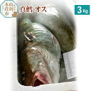 【ふるさと納税】真鱈 【オス】 3kg 天然 漁師直送 (配送期間 10月～1月末予定、期間外は次期予約扱い) マダラ タラ 高級魚 たら まだら 魚