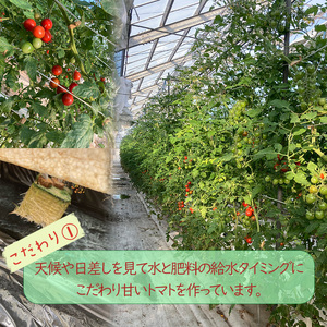 【2026年4月頃から順次発送】日高農園 水耕栽培 ミニトマト 3kg | トマト ミニトマト プチトマト 水耕栽培 トマト ミニトマト プチトマト 水耕栽培 トマト ミニトマト プチトマト 水耕栽培