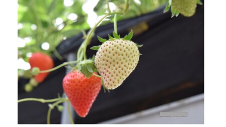 1107 ながなわ農園のいちごジャム　美濃娘　100ｇ×２瓶　数量限定