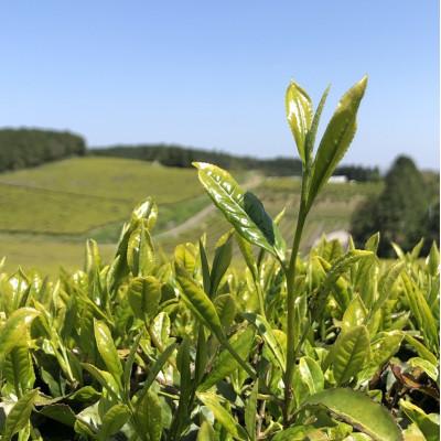 ふるさと納税 水俣市 【毎月定期便】焙煎 和紅茶 〜Ten〜天 (2g×12個)×10個セット【ノンカフェイン】全6回 |  | 03