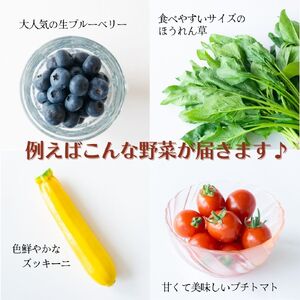AA036＜12ヶ月定期便＞旬の採れたてぜいたく野菜セット（卵付き）4人用
