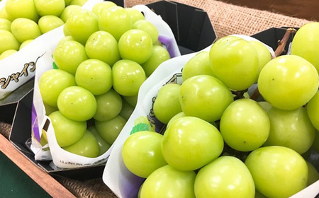 やみつきシャインマスカット 500g以上(1房)【配送不可地域：離島】【1551175】