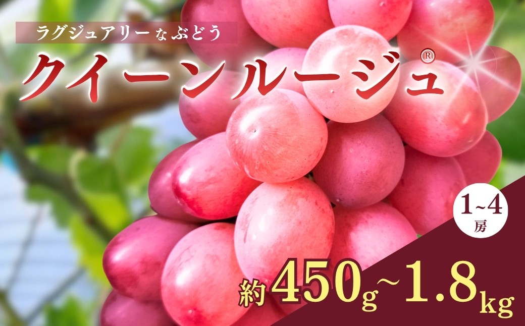 
                  ラグジュアリーなブドウ クイーンルージュ® 1~4房 (約450g~約1.8kg)【半蔵農園】| クイーンルージュ® くいーんるーじゅ 果物 フルーツ 赤ぶどう 葡萄 ブドウ 種無し 種なし 皮ごと 千曲市 長野県 信州
                