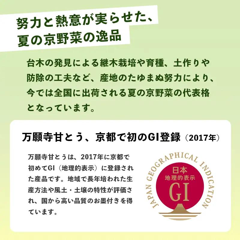 【訳あり】 万願寺甘とう 良品 2kg | 万願寺とうがらし 訳あり野菜 京野菜