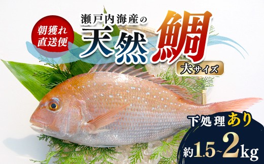 【朝獲れ直送便】瀬戸内海産の天然鯛を丸ごと1匹 大サイズ【うろこ・内臓取り】 FAH-0110