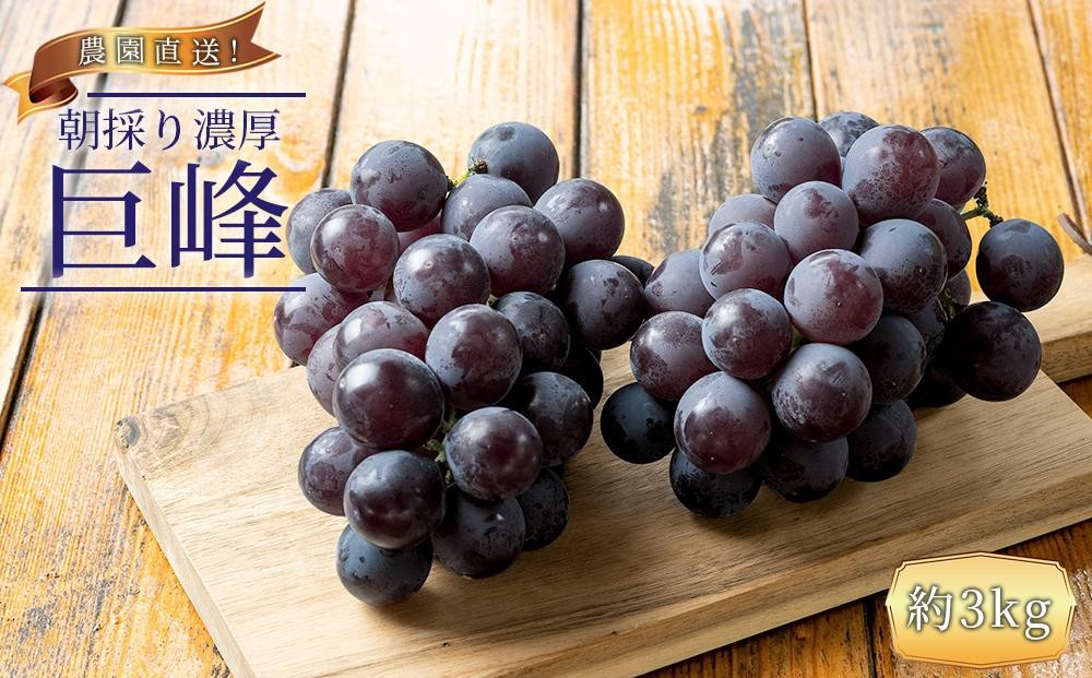 
            ぶどうの王様 農家直送 朝採り 巨峰 約3kg ［2026年・先行予約］
          