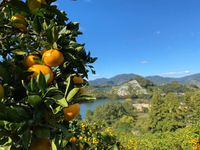 有田みかん5キロ サイズ混合