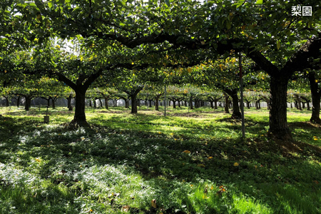 セミドライフルーツ　BillieAmber（ビリィアンバー）3種×各1袋 【211_0001】