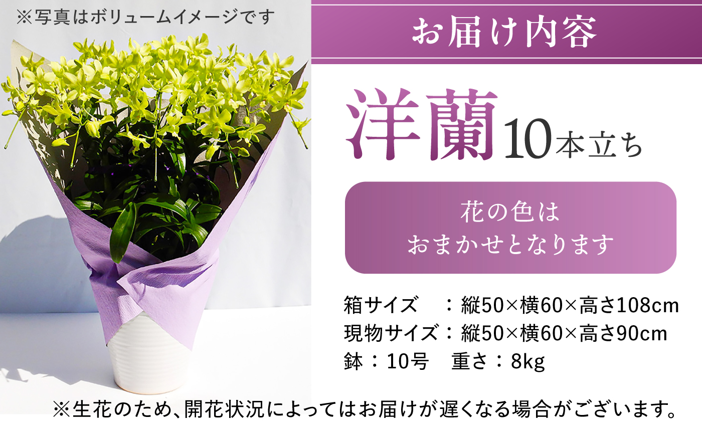 【お中元対象】【10セット限定】デンファレ（洋蘭）10本立ち 糸島市 / 和饗エコファーム [AVI001]