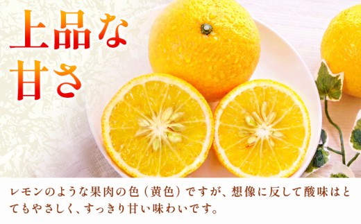 【人気柑橘】 特撰 はるかみかん 約5kg 有田マルシェ《1月中旬-2月下旬頃発送予定》和歌山県 日高町 国産 みかん 柑橘 果物 フルーツ ギフト 送料無料