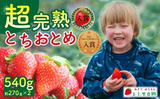 【先行受付：3月以降発送】いちご 「茂木完熟いちご」　美土里農園の朝採れ とちおとめ レギュラーサイズ 約270g×2パック 合計 約540g | いちご イチゴ 苺  とちおとめ 完熟 甘い あまい 入賞 果物 フルーツ くだもの 旬 産地直送 栃木県産 美土里農園 栃木県 茂木町