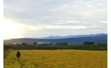 【もち米】【真空チャックパック】新潟産こがねもち（もち米）2Kg×1袋 新潟 上越