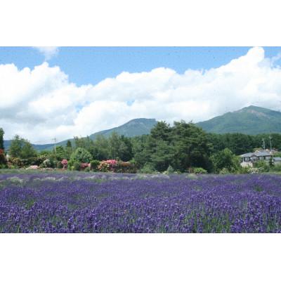 ふるさと納税 小諸市 【オーガニック化粧水】　ラベンダーウォーター(グロッソ)200ml　 |  | 02