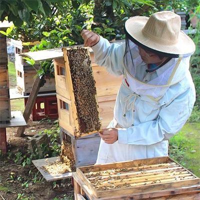 ふるさと納税 五霞町 数量限定【生ハチミツ3種】月ごとに楽しむ田舎はちみつ 無添加非加熱ギフトセット |  | 02