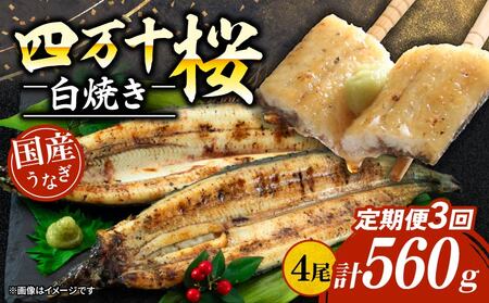 【贈答用】【3回定期便】極上国産うなぎ四万十桜 白焼き約140g×4尾 | うなぎ 鰻 ウナギ 白焼き 定期便 国産 四万十鰻 ウナギ 蒲焼き 調理済み タレ付き 頒布会 ギフト（お歳暮/お正月）高級 お取り寄せ グルメ 食べ比べ 冷凍