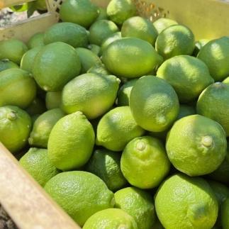 紀州和歌山 有田レモン 約3kg［農家直送］［先行予約］［MS68］