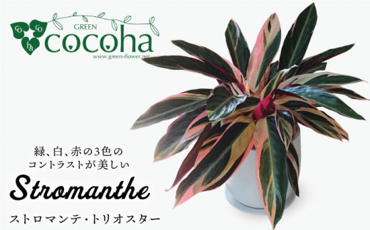 
緑、白、赤の色合いが絶妙！『 ストロマンテ ・ トリオスター 』 糸島市 / cocoha [AWB019] インテリア 観葉植物 おしゃれ
