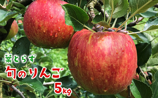 
葉とらず旬のりんご5kg 家庭用
