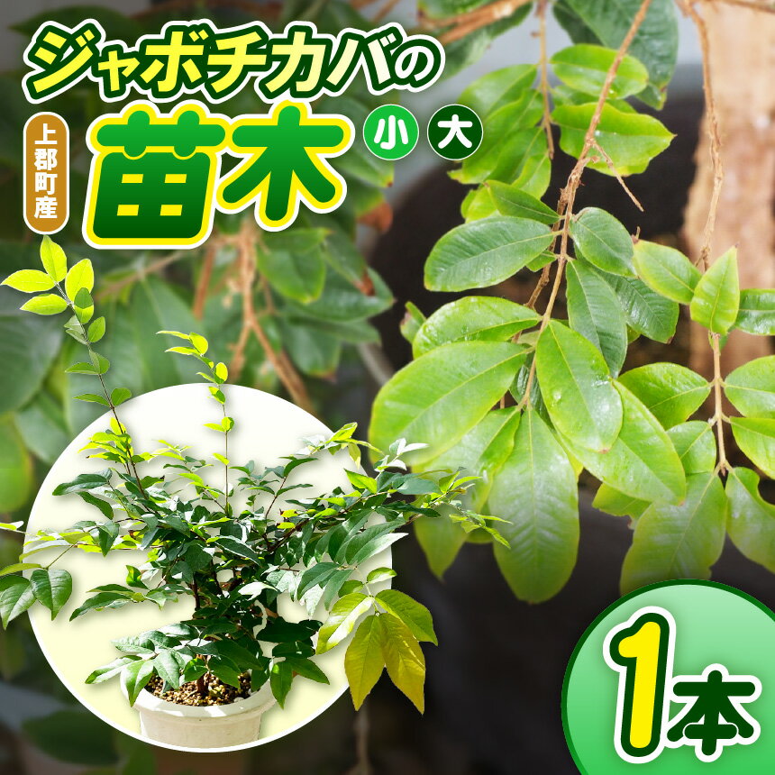 【ふるさと納税】【選べるサイズ】上郡町産 ジャボチカバの苗木 | ジャボチカバ 絶品 果樹 植物 花 フラワー 苗木 鉢植え 果物 果実 フルーツ 珍しい 幻 おいしい ジューシー 育てやすい 南国 トロピカル ベランダ 耐寒性 家庭菜園 兵庫県 上郡町